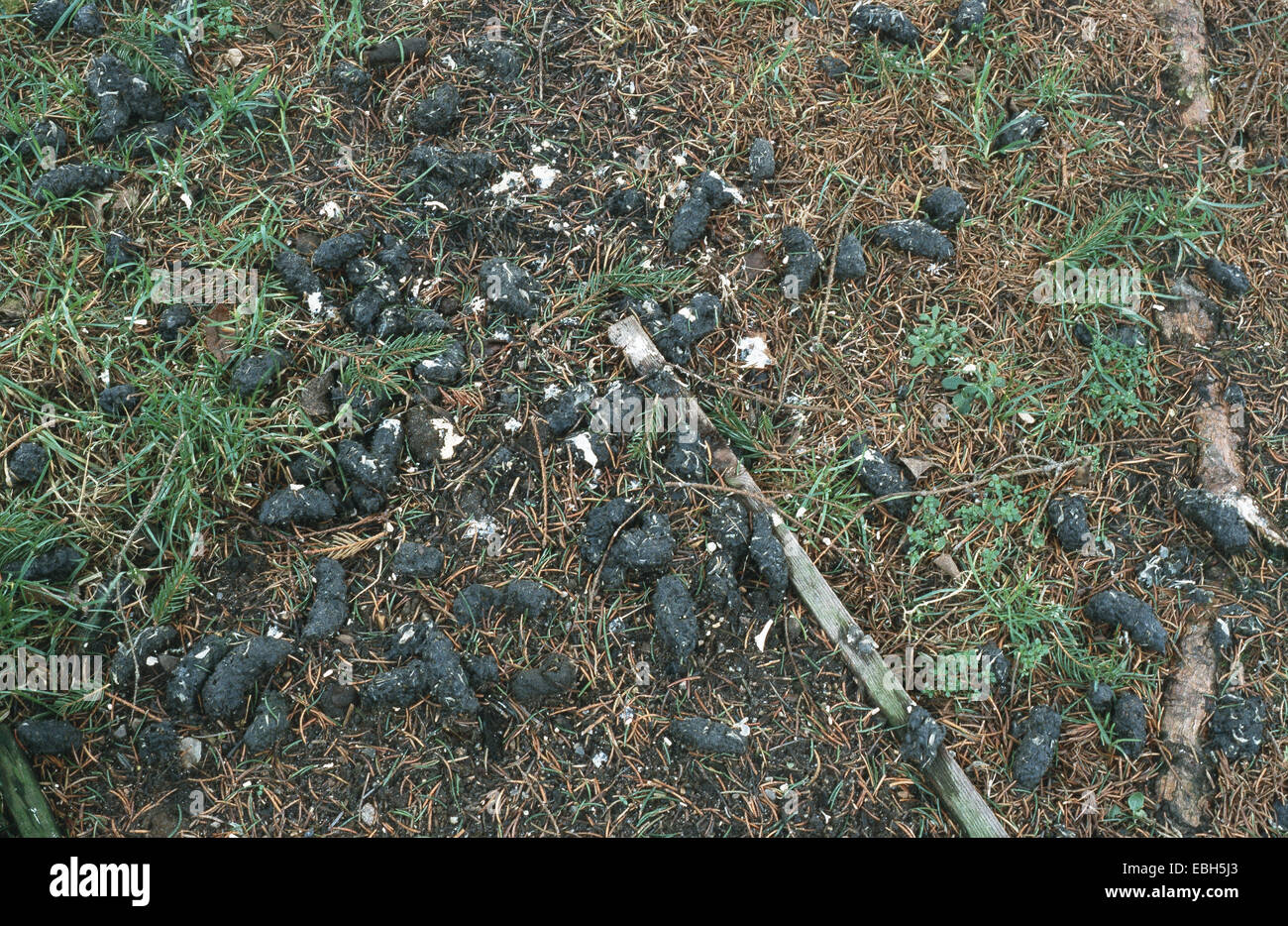 long-eared owl (Asio otus), owl pellets under a resting place. Stock Photo