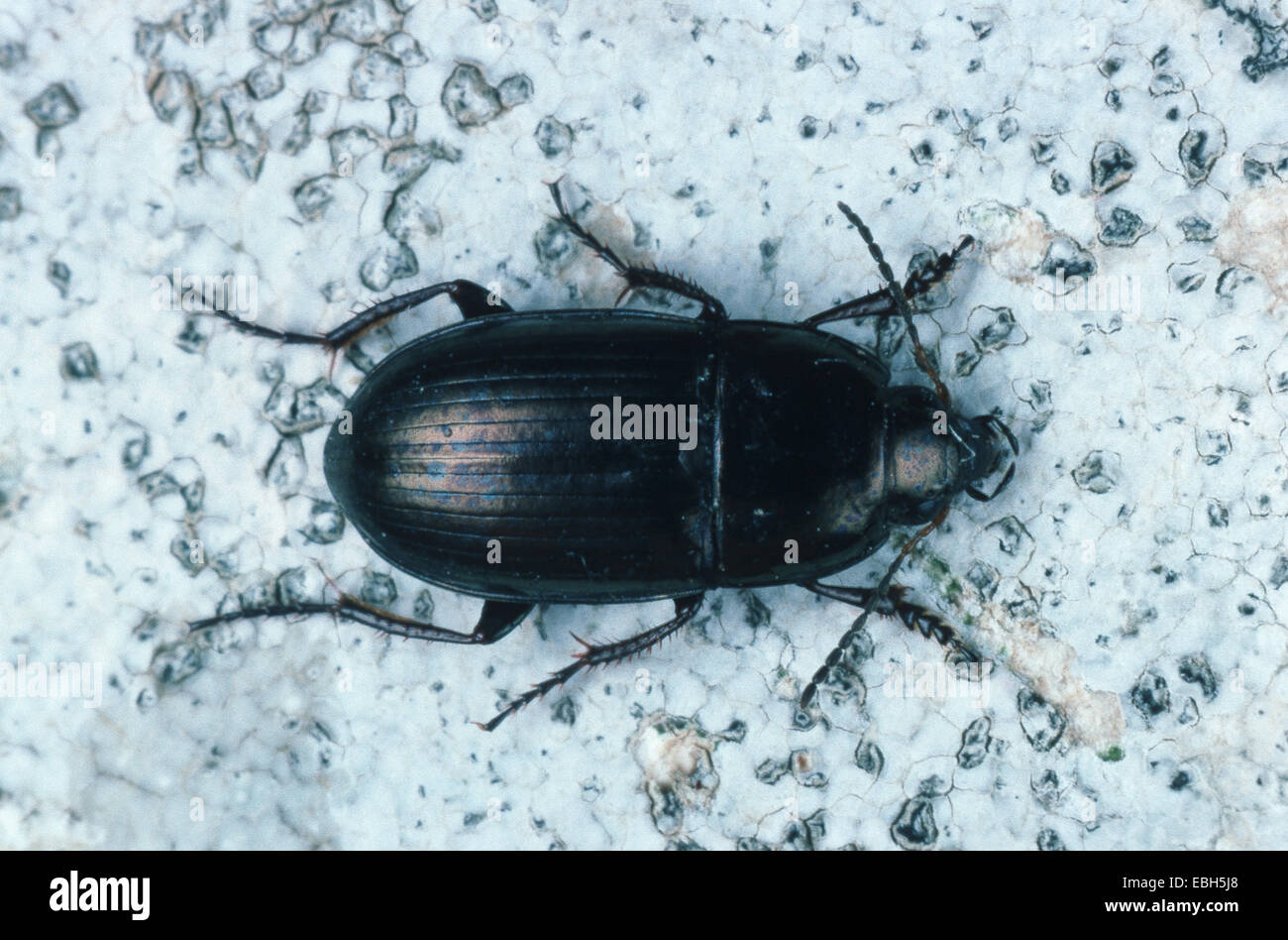 brazen sun beetle (Amara aenea Stock Photo - Alamy