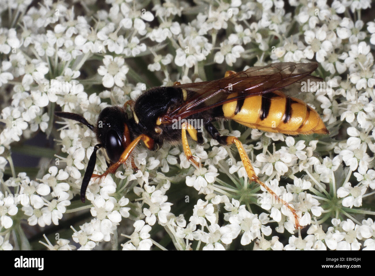 bee-killer wasp, bee-killer (Philanthus triangulum). Stock Photo
