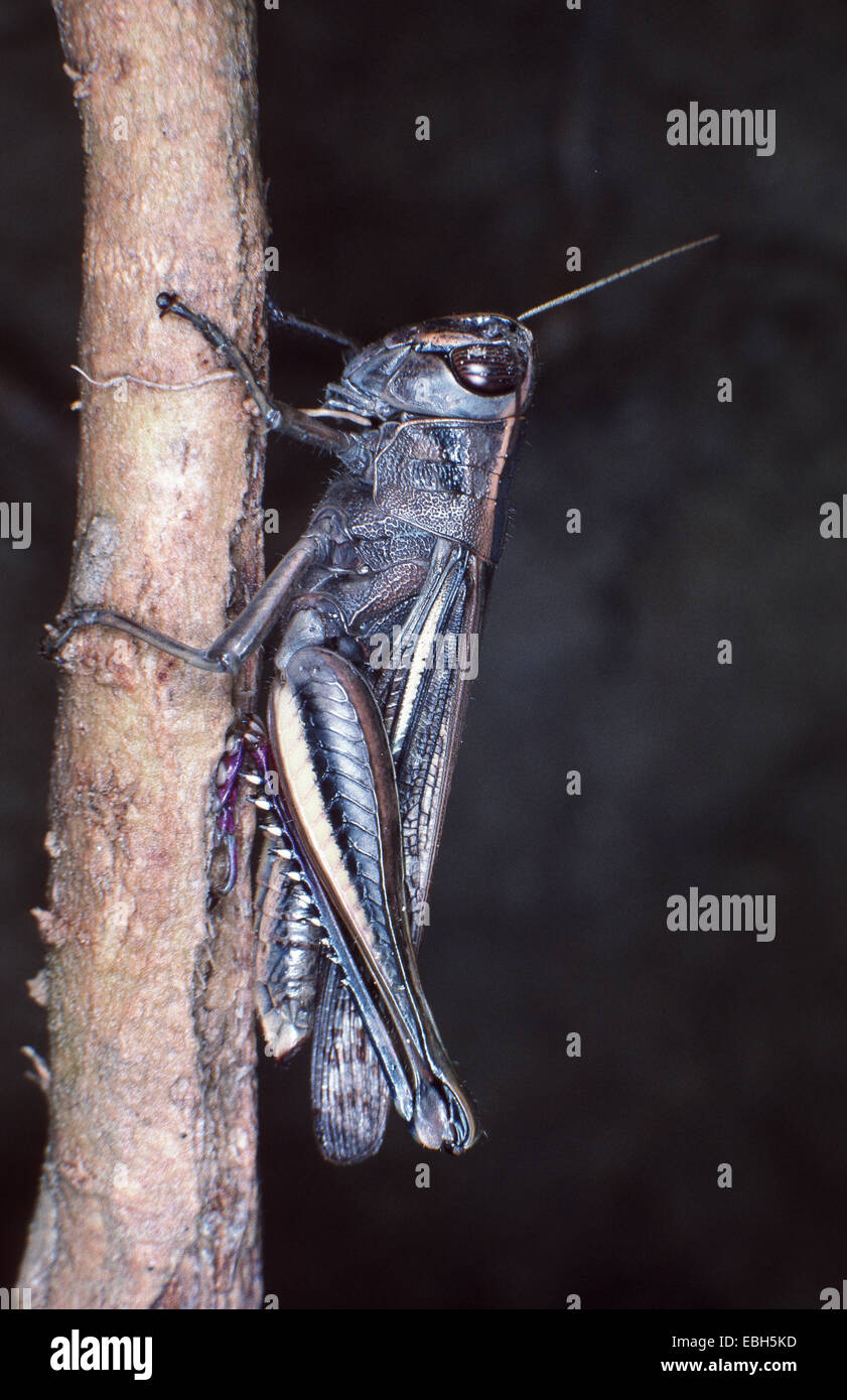 brown mountain grasshopper (Podisma pedestris). Stock Photo
