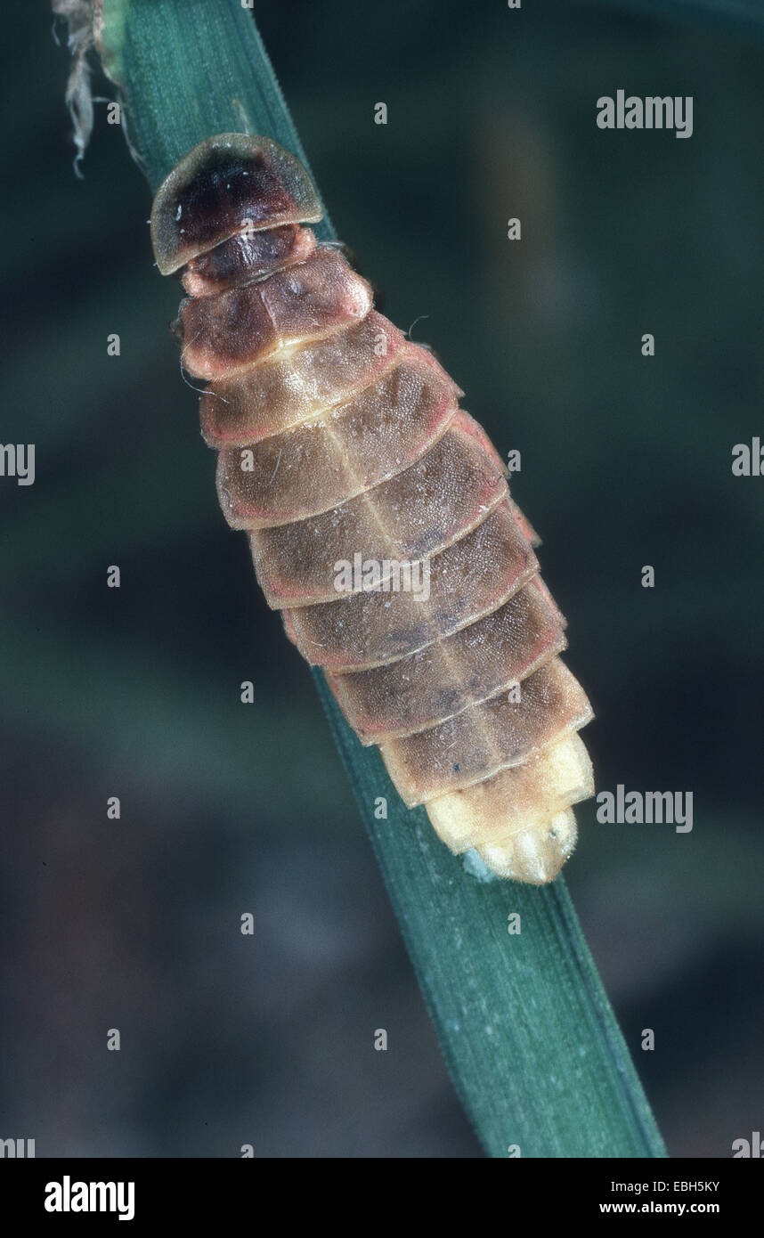 glowworm, glowworm, great European glowworm beetle (Lampyris