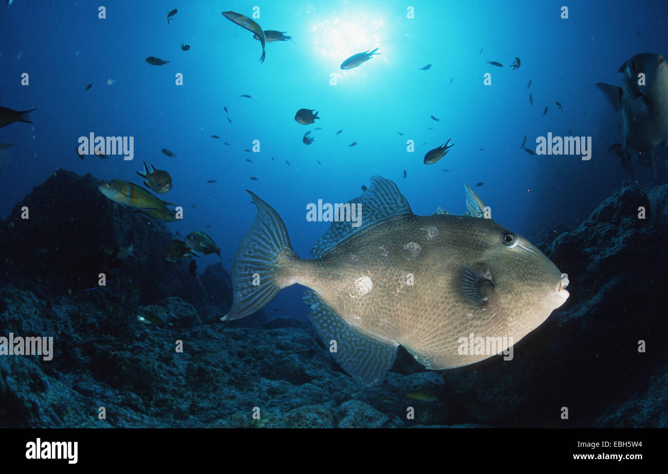 Grey triggerfish (Balistes capriscus, Balistes carolinensis). Stock Photo