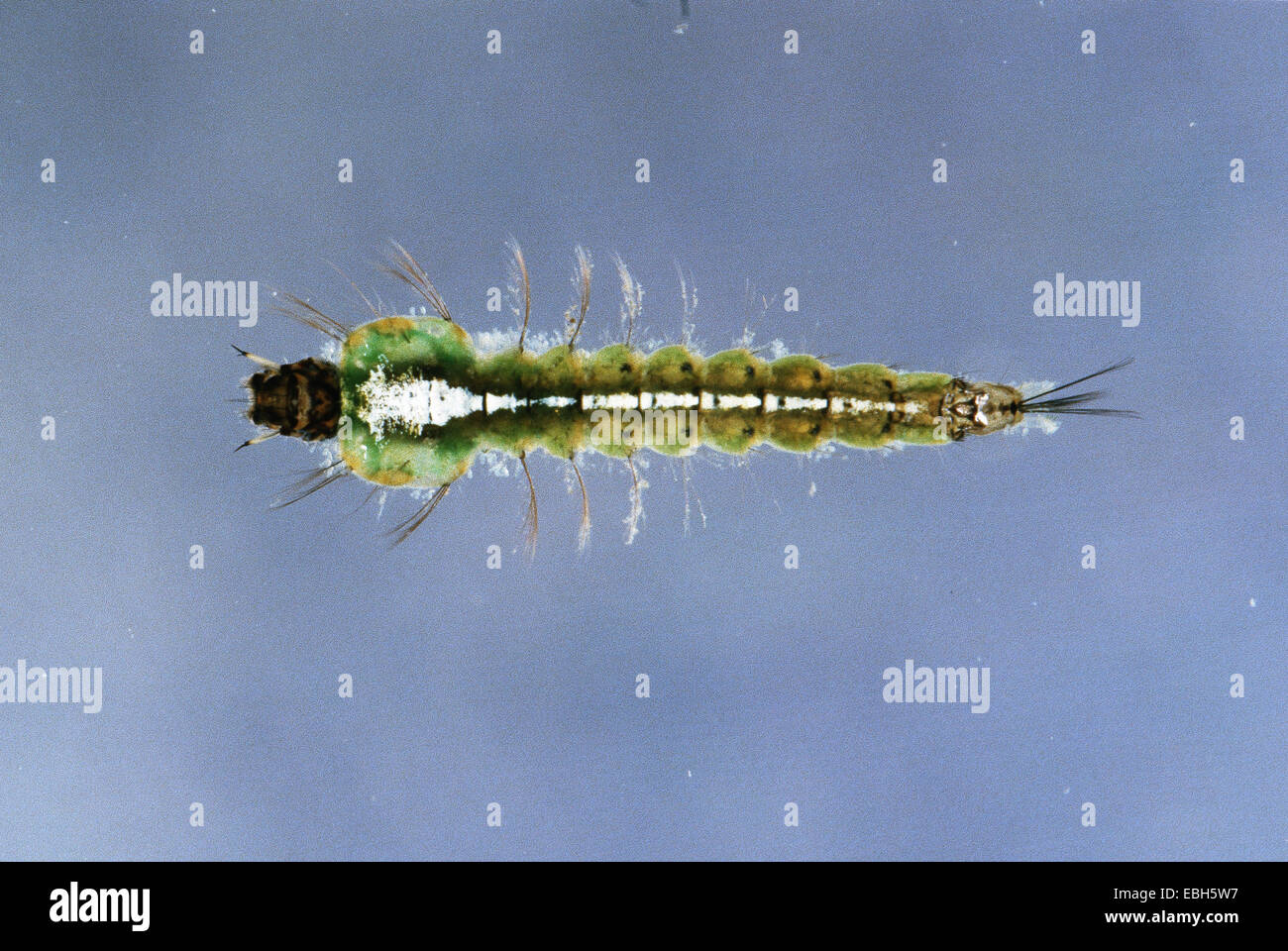 anopheles mosquito larva (Anopheles spec.). Stock Photo