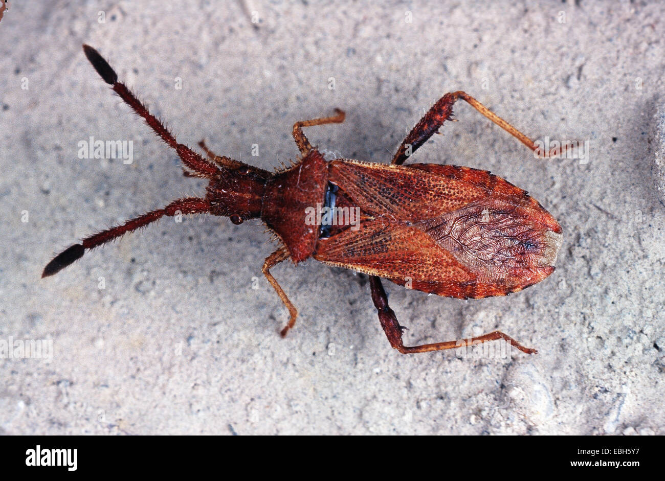 bug (Coriomeris denticulatus). Stock Photo