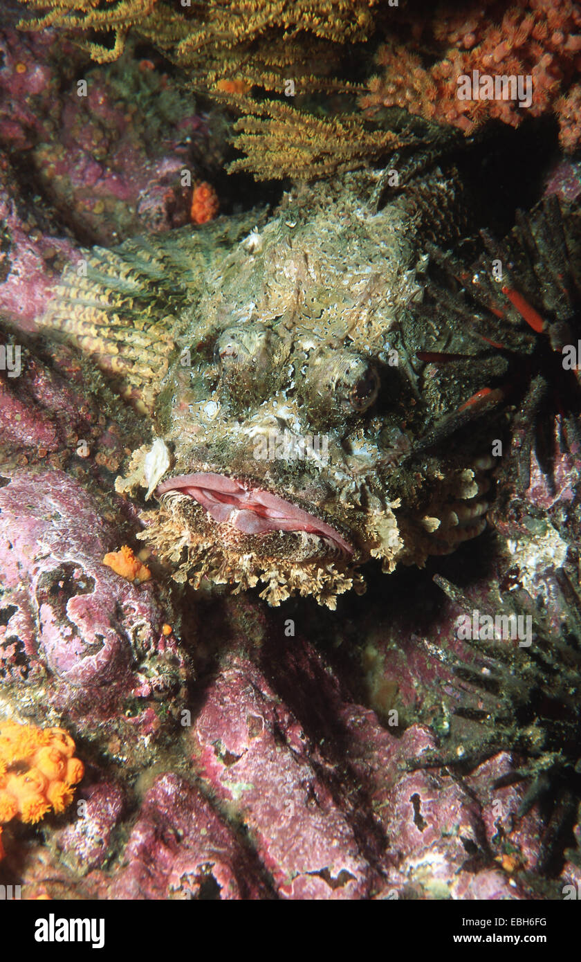 Stone scorpionfish (Scorpaena plumieri mystes). Stock Photo