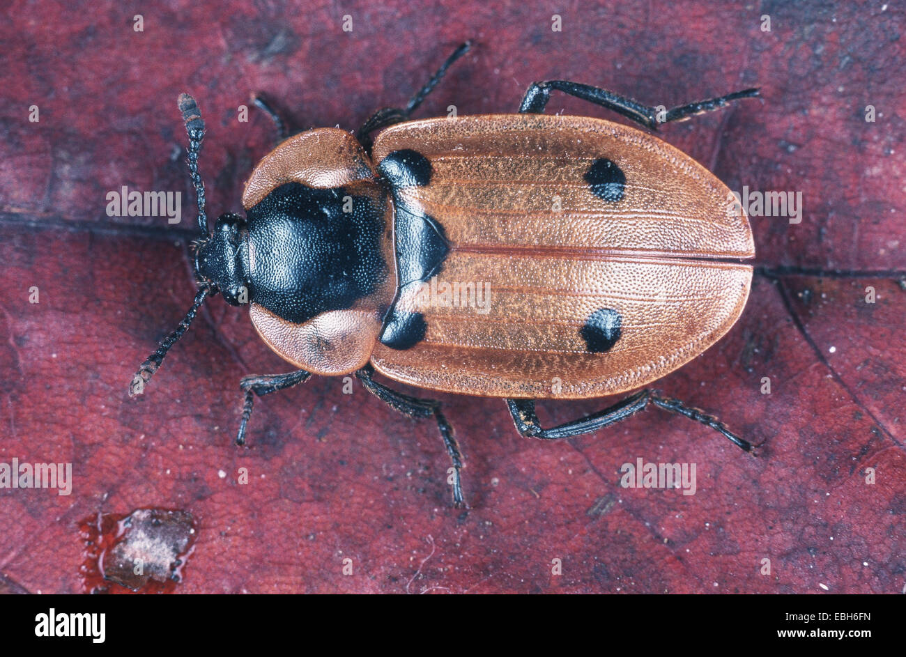 burying beetle (Xylodrepa quadripunctata, Silpha quadripunctata Stock ...