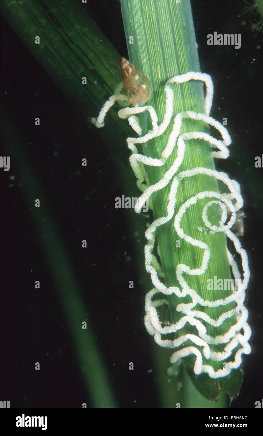 Drummond┤s facelina, risso snail (Facelina auriculata, Rissoa membranacea), on eelgrass. Stock Photo