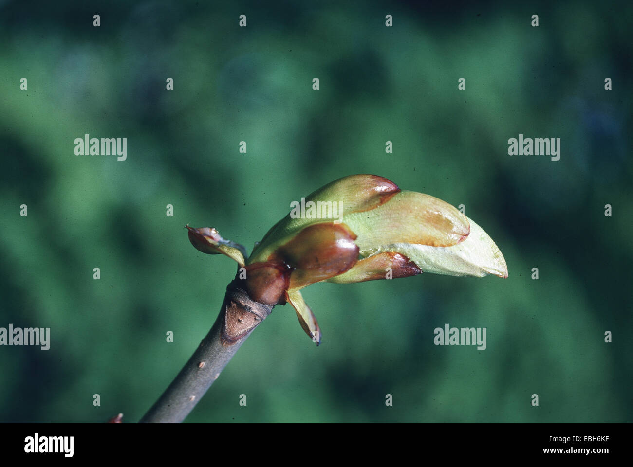 common horse chestnut (Aesculus hippocastanum), foliation. Stock Photo