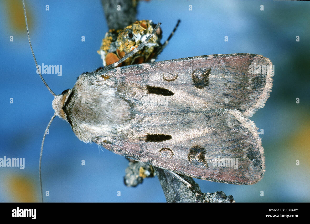 heart and dart moth (Agrotis exclamationis). Stock Photo