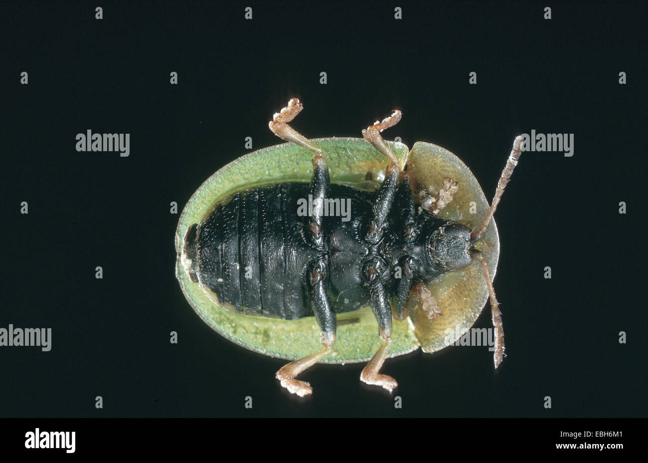 green tortoise beetle (Cassida viridis). Stock Photo