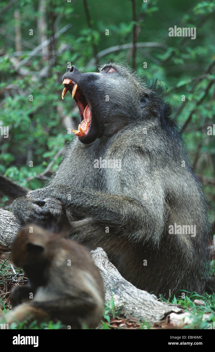 chacma baboon (Papio ursinus), adult male, yawning, Okt 01. Stock Photo