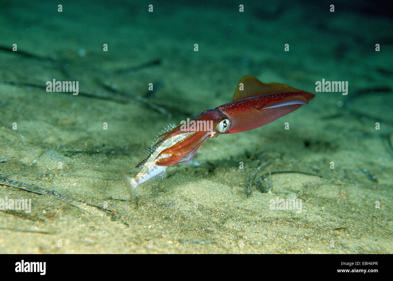 Squid with Big picarel (Loligo vulgaris mit Spicara maena). Stock Photo