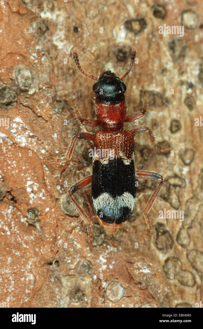 checkered beetle (Thanasimus rufipes). Stock Photo