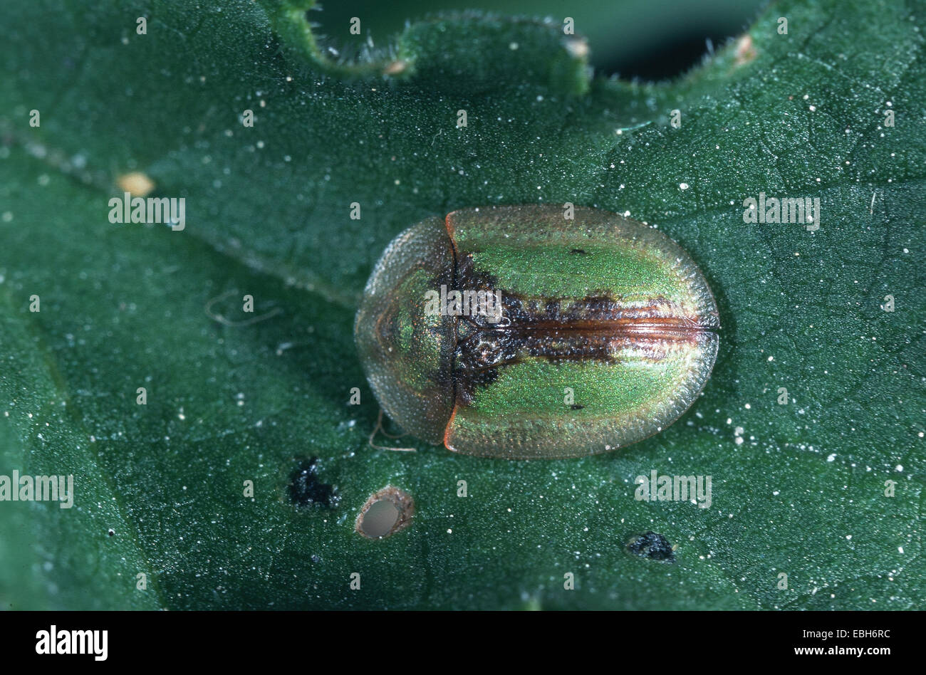 shield beetle (Cassida vibex). Stock Photo