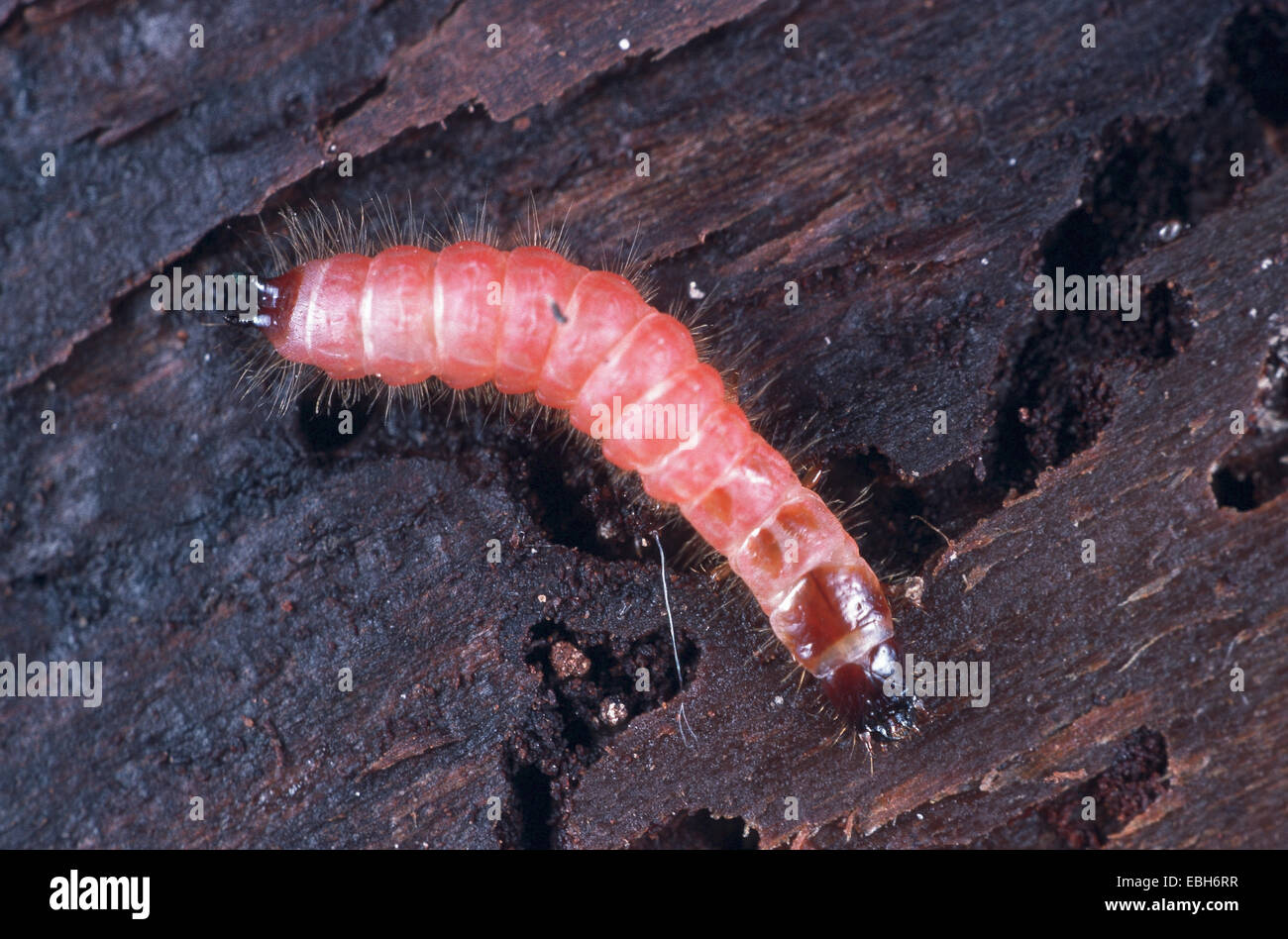 ant beetle (Thanasimus formicarius). Stock Photo