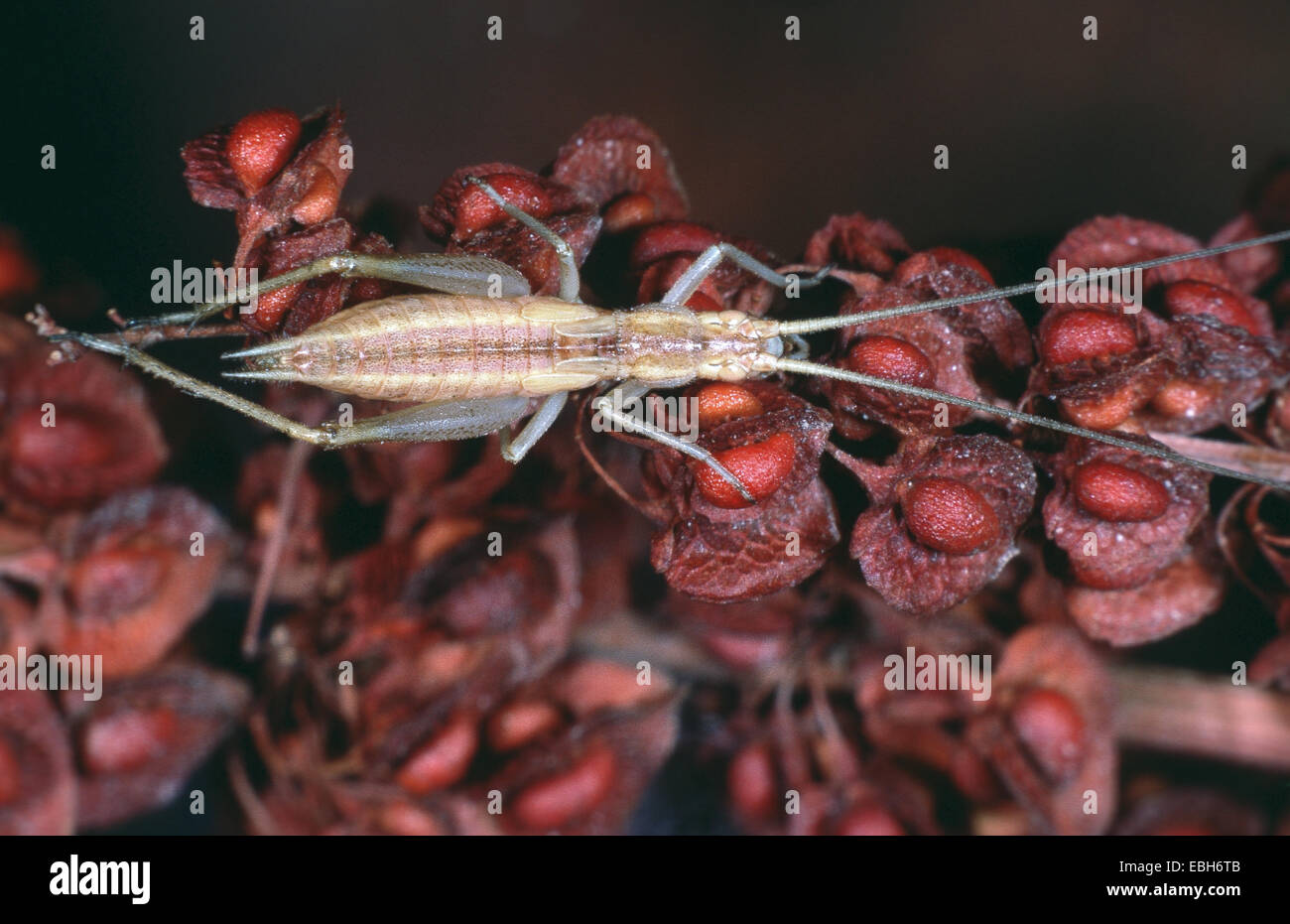 fragile whistling cricket, European tree cricket, Italian cricket (Oecanthus pellucens), top view. Stock Photo