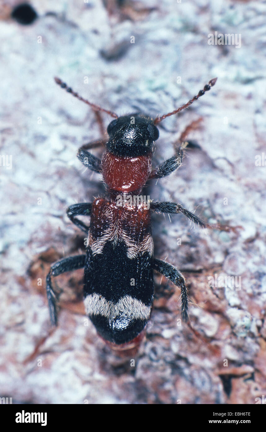 ant beetle (Thanasimus formicarius). Stock Photo
