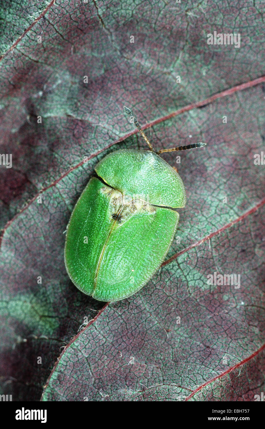 shield beetle (Cassida rubiginosa). Stock Photo