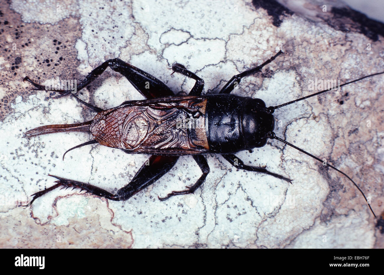 twospotted cricket, Mediterranean field cricket (Gryllus bimaculatus