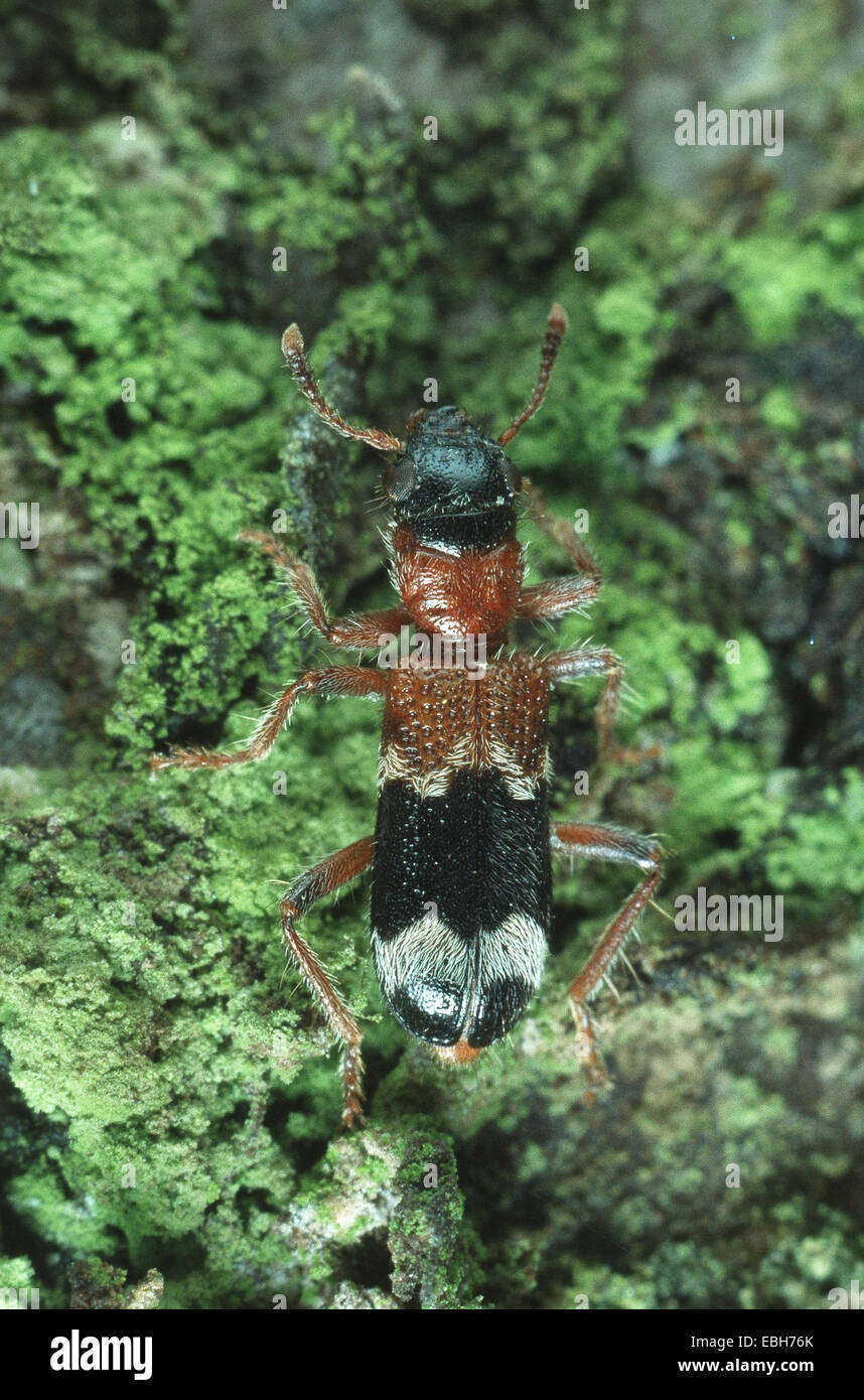 chequered beetle (Thanasimus rufipes). Stock Photo