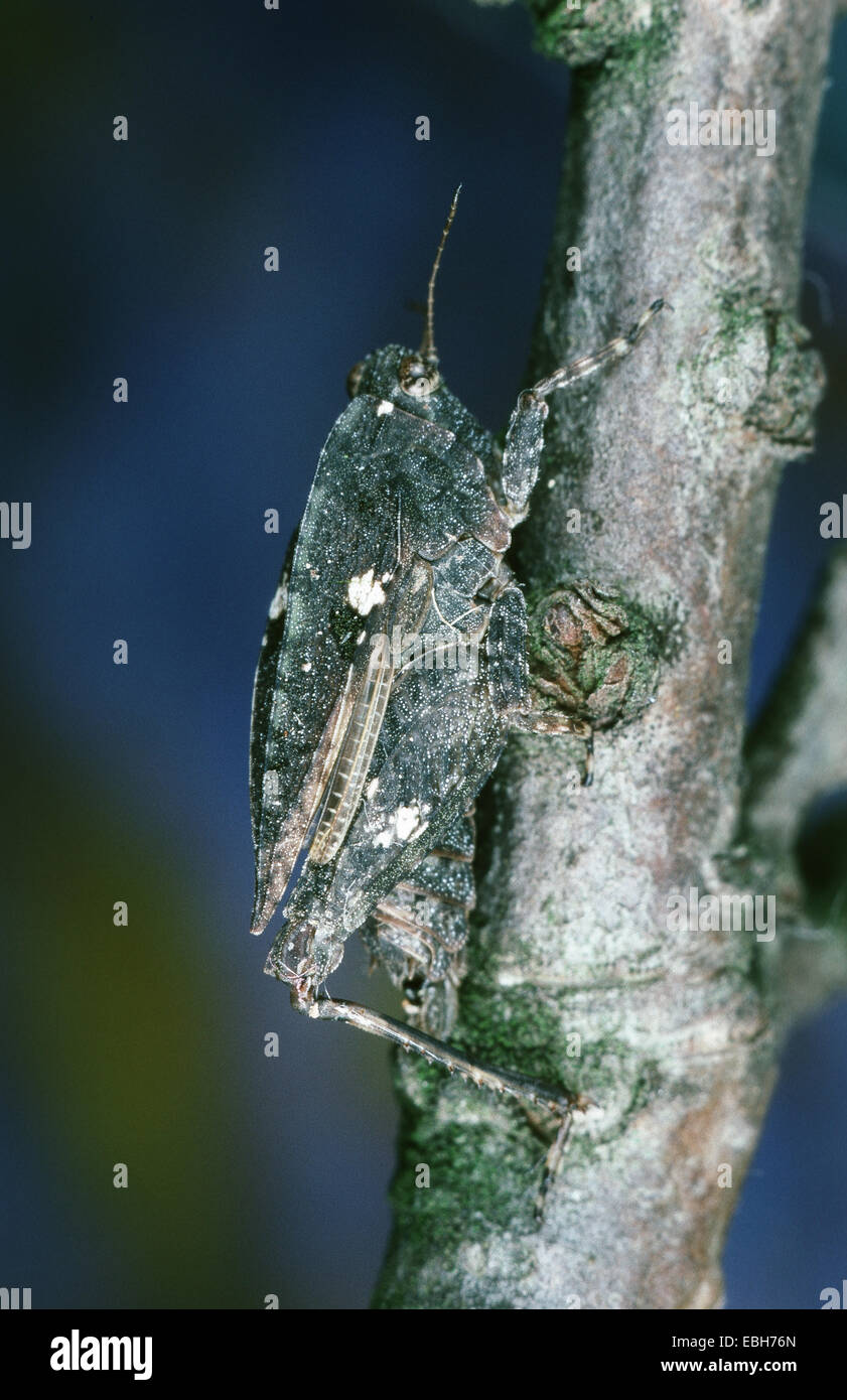 groundhopper (Tetrix spec.), sitting on twig. Stock Photo