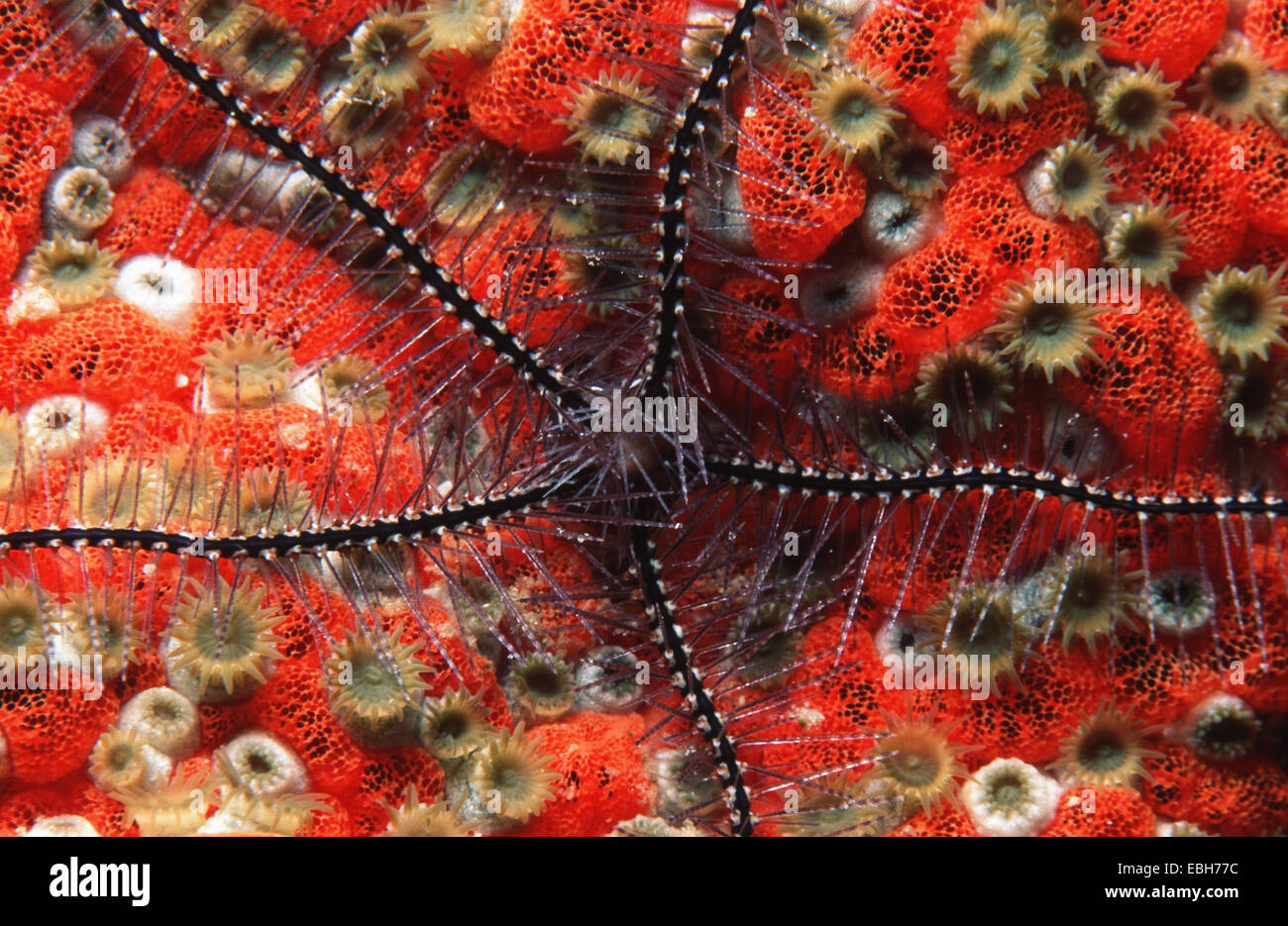 sponge brittle star, sponge zoanthid (Ophiotrix suensonii, Parazoanthus parasiticus). Stock Photo