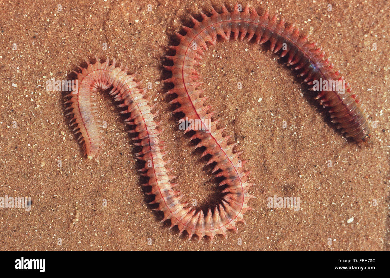 pelagic clam worm Nereis pelagica Stock Photo