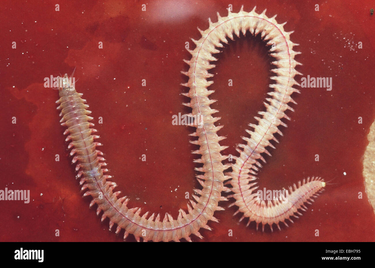 pelagic clam worm (Nereis pelagica Stock Photo - Alamy