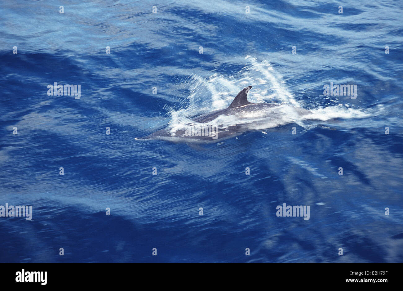 dolphin (Stenella sp.), swimming at water surface. Stock Photo