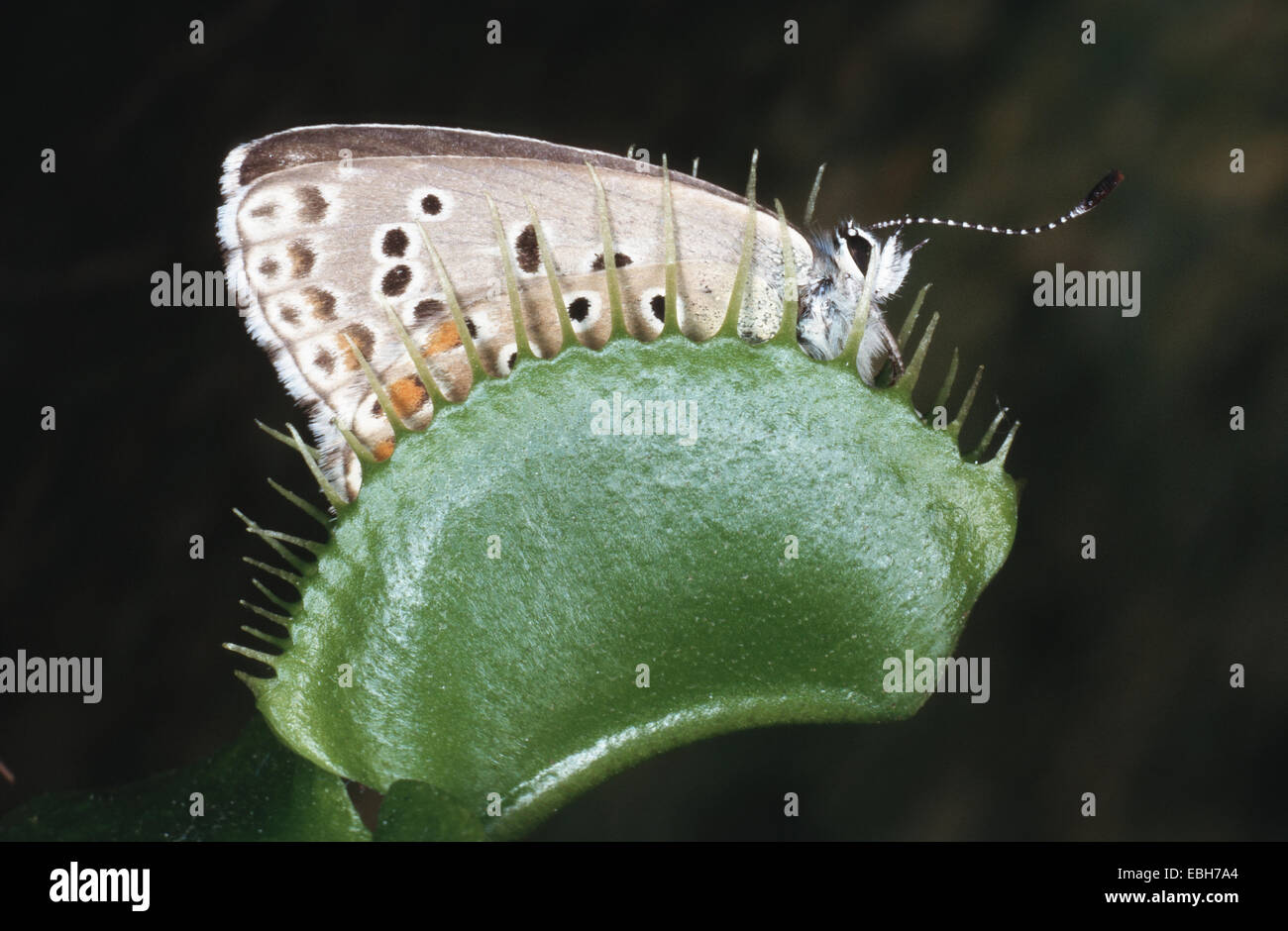 Venus flytrap (Dionaea muscipula), with captured butterfly Stock Photo
