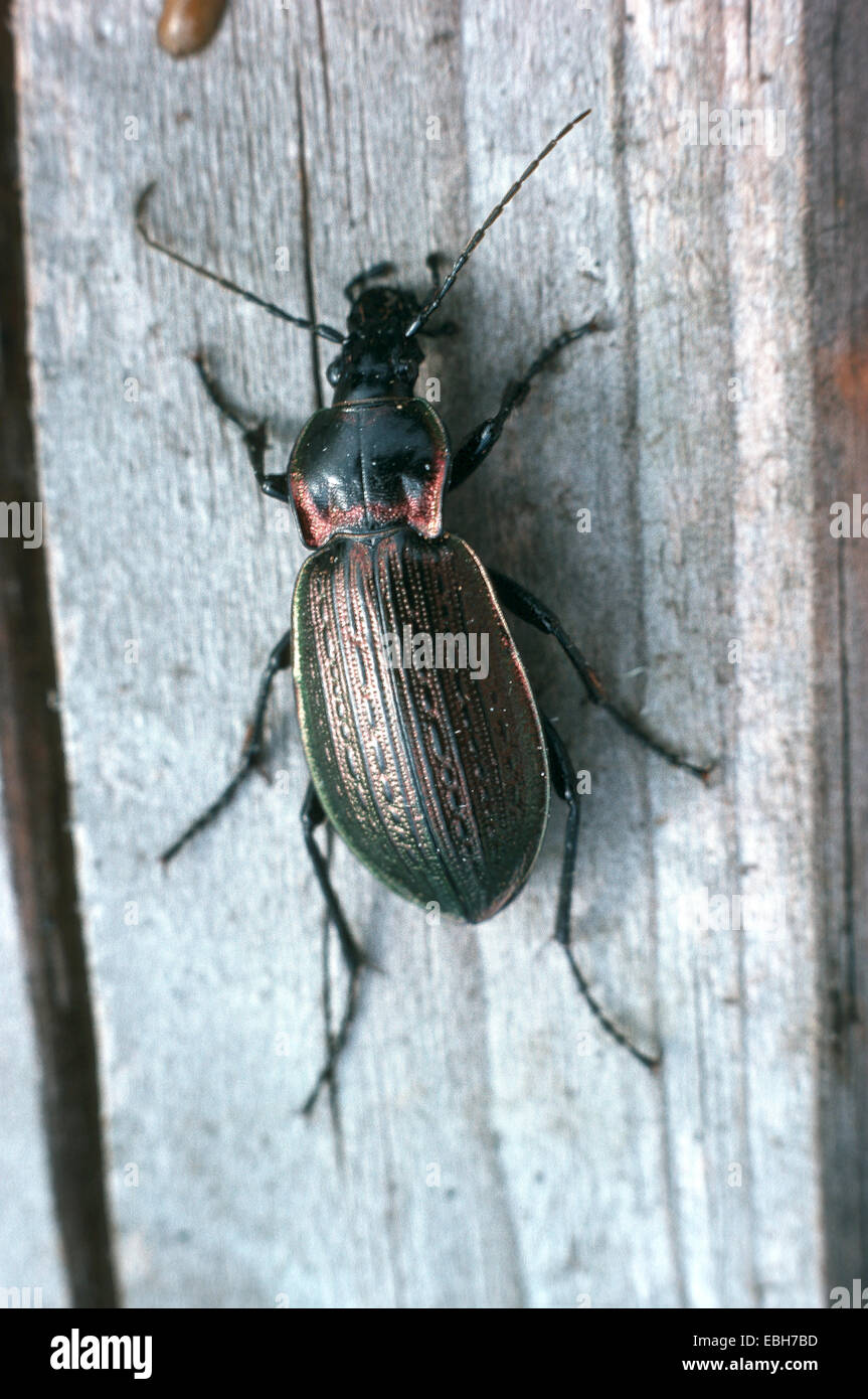 cancellate ground beetle (Carabus cancellatus). Stock Photo