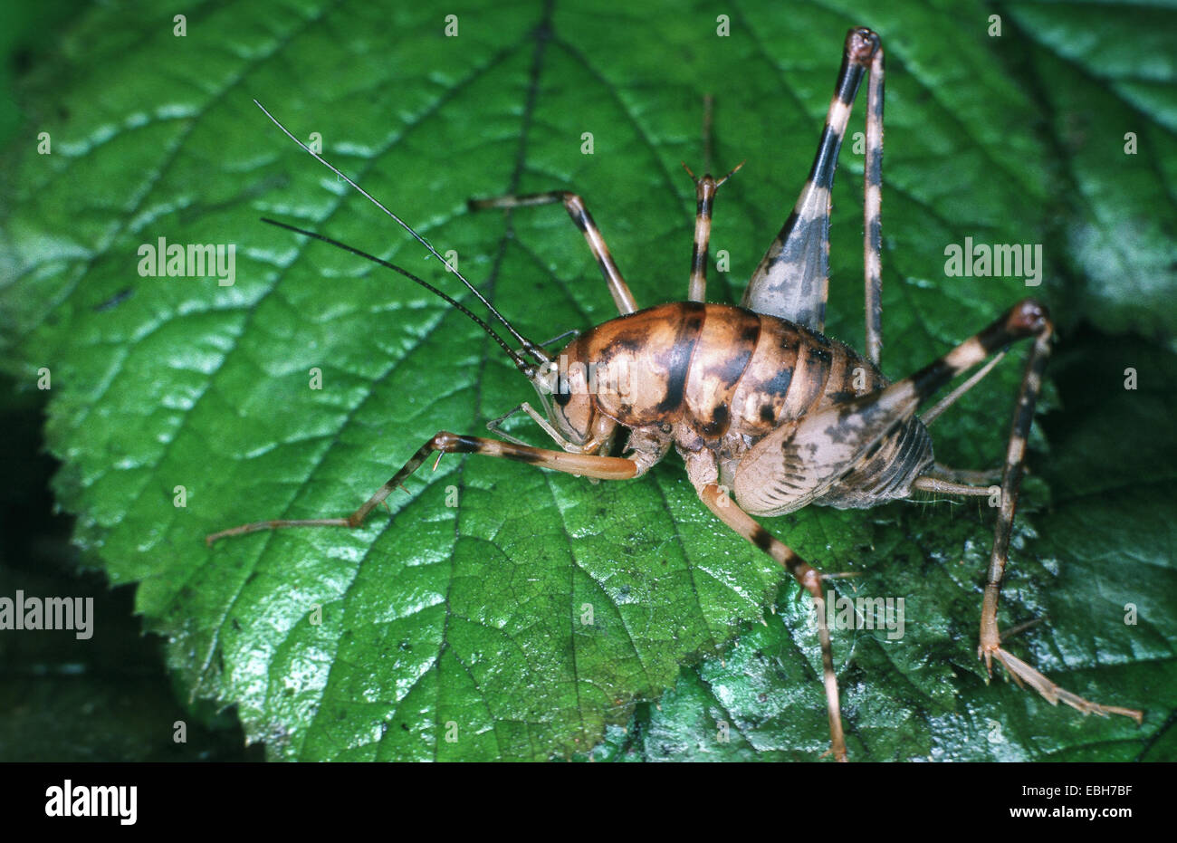 greenhouse camel cricket, glasshouse camel-cricket, greenhouse stone ...