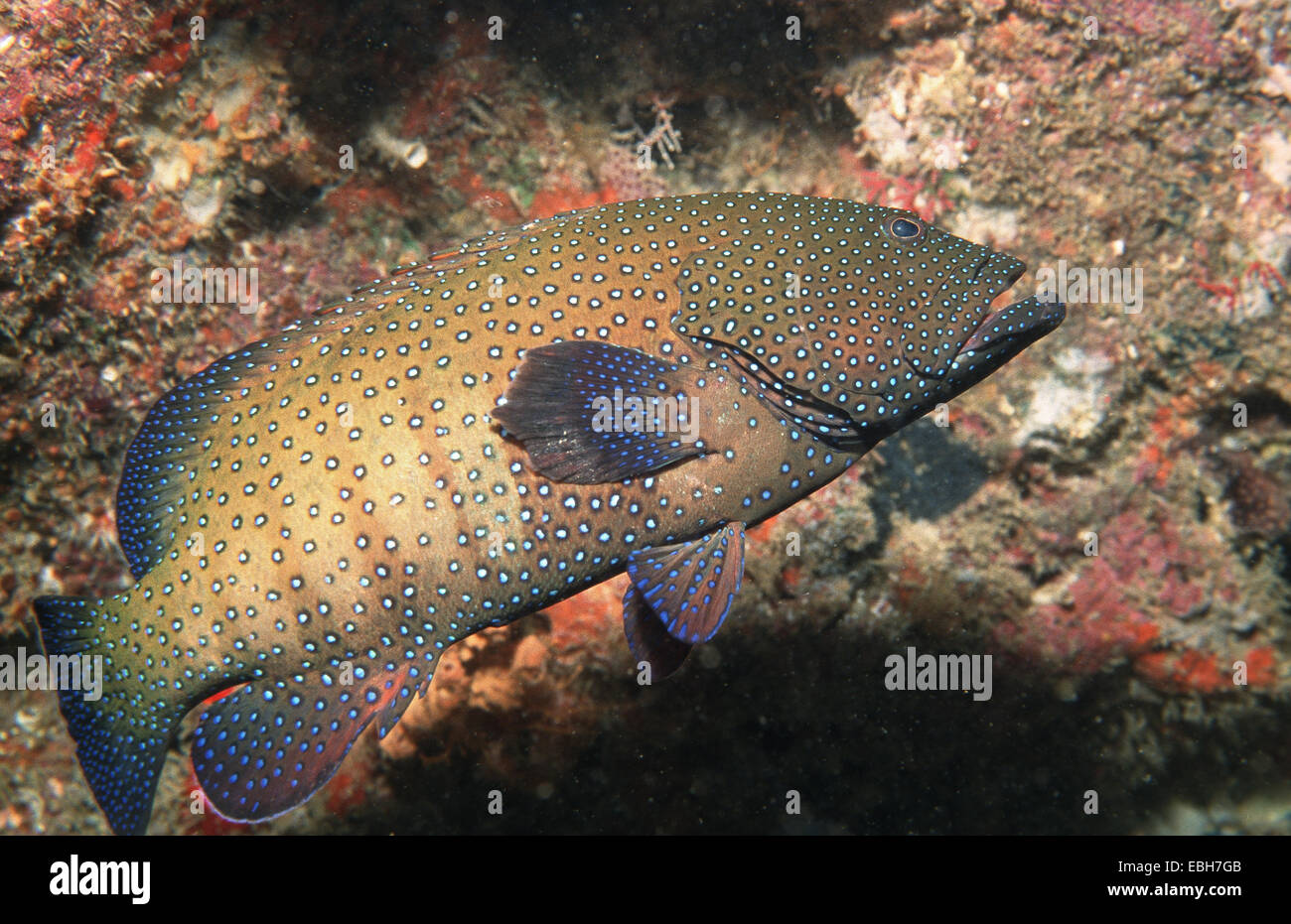 blue-spotted grouper (Cephalopholis argus). Stock Photo