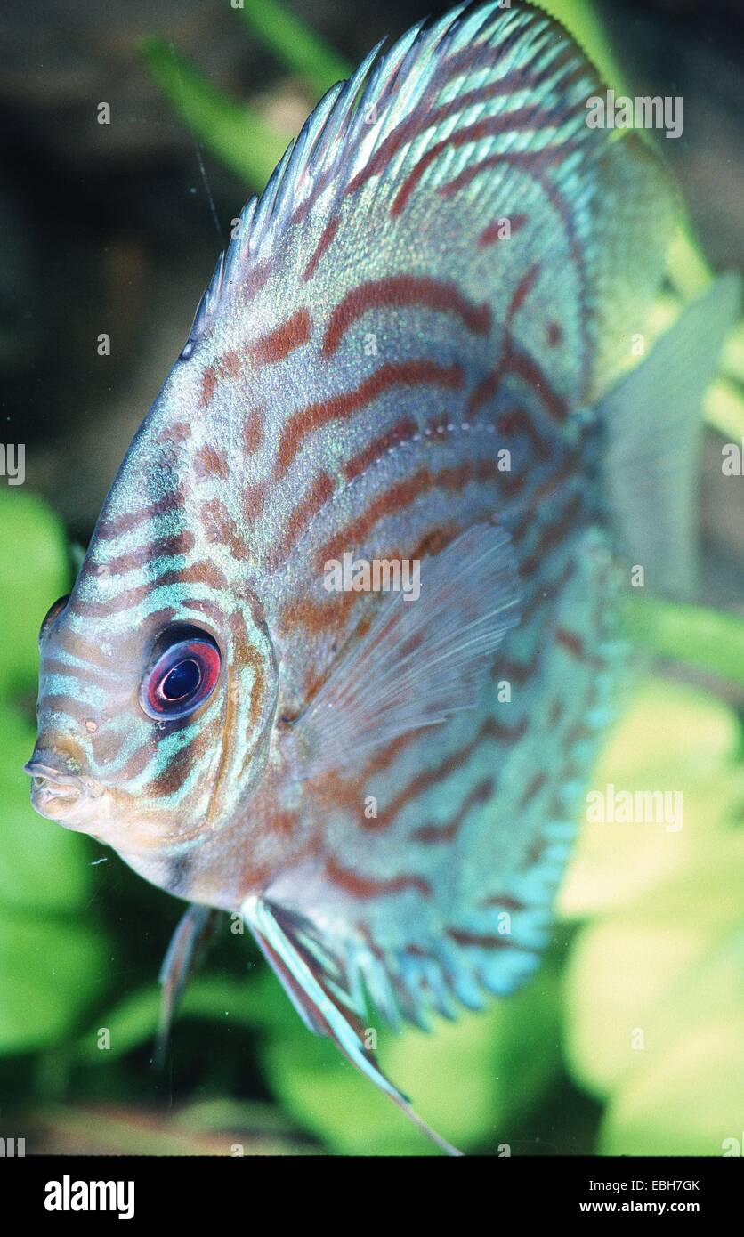 discus fish (Symphysodon aequifasciatus). Stock Photo