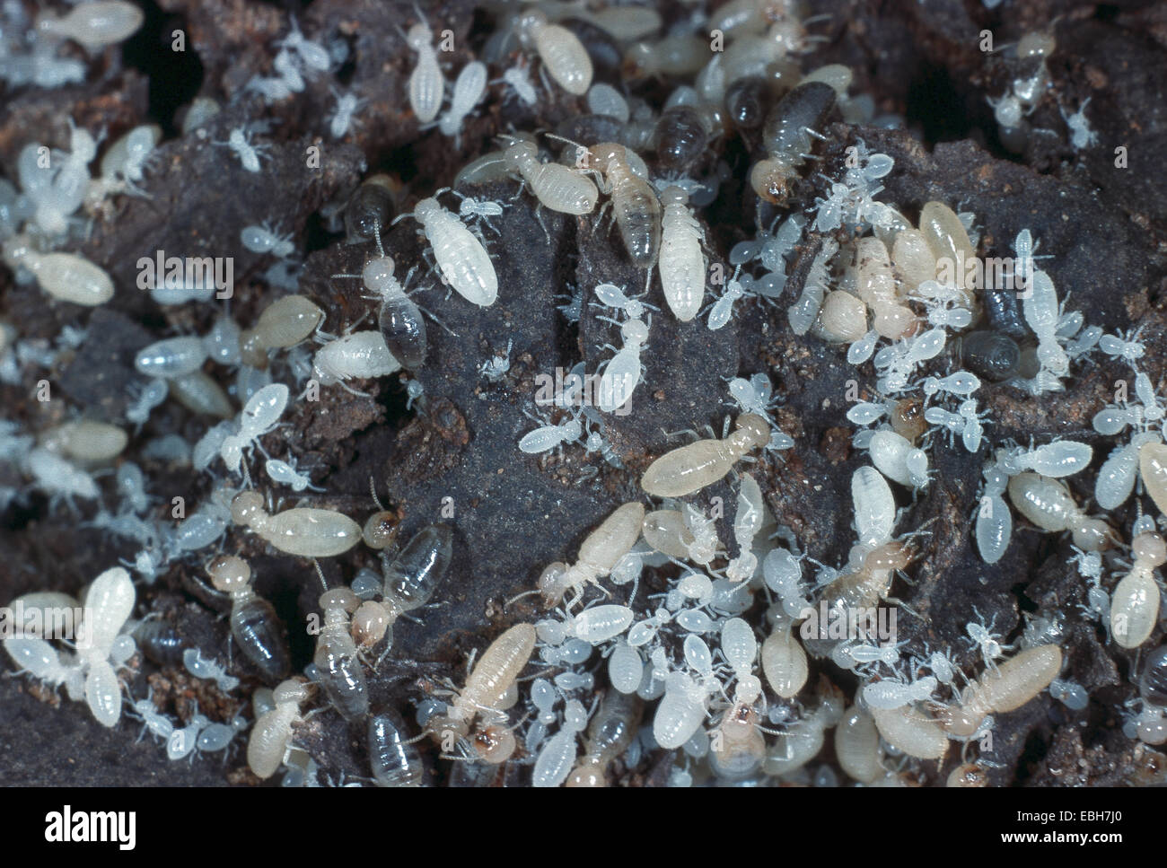termites. Stock Photo