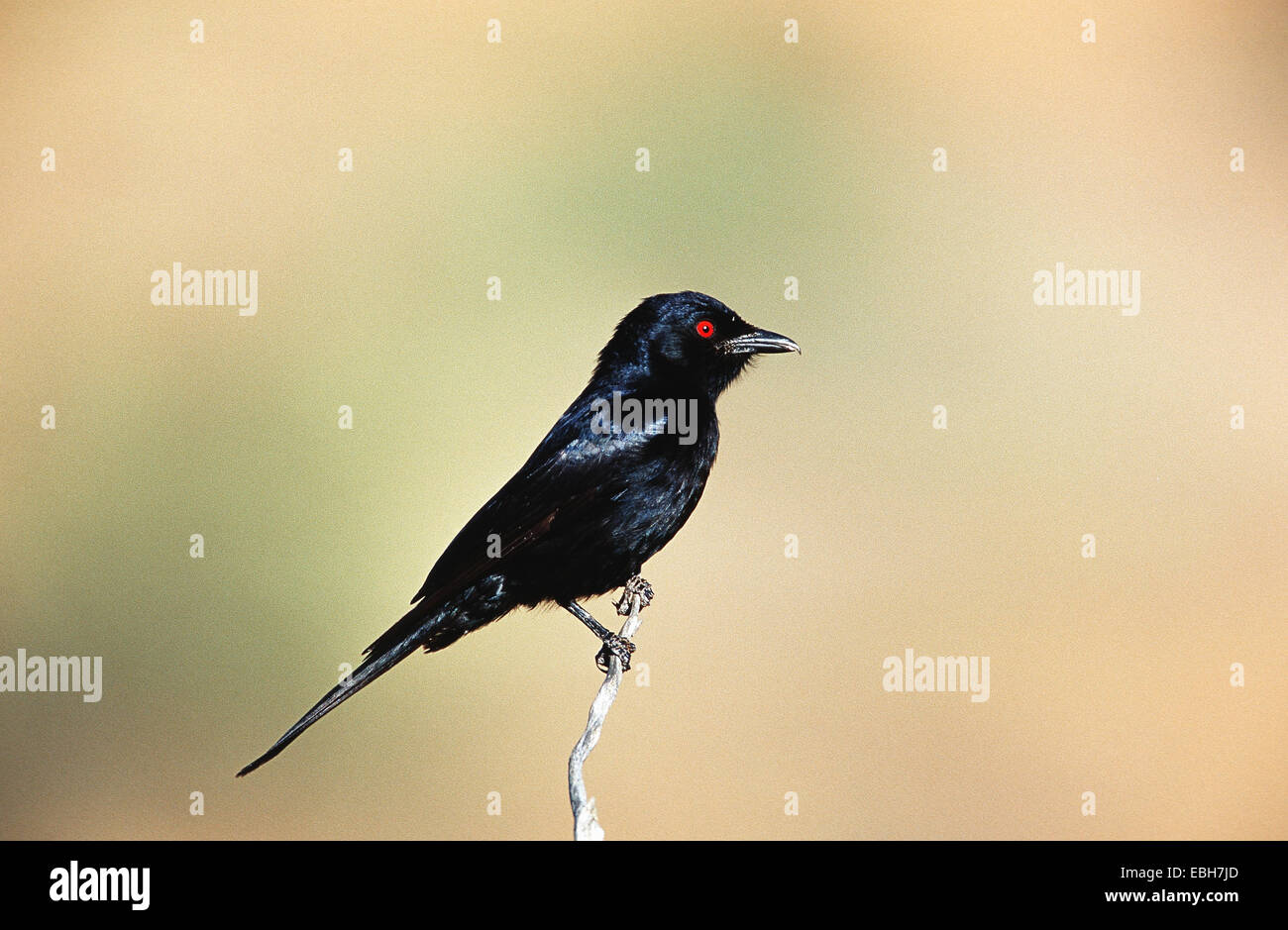 fork-tailed drongo (Dicrurus adsimilis). Stock Photo