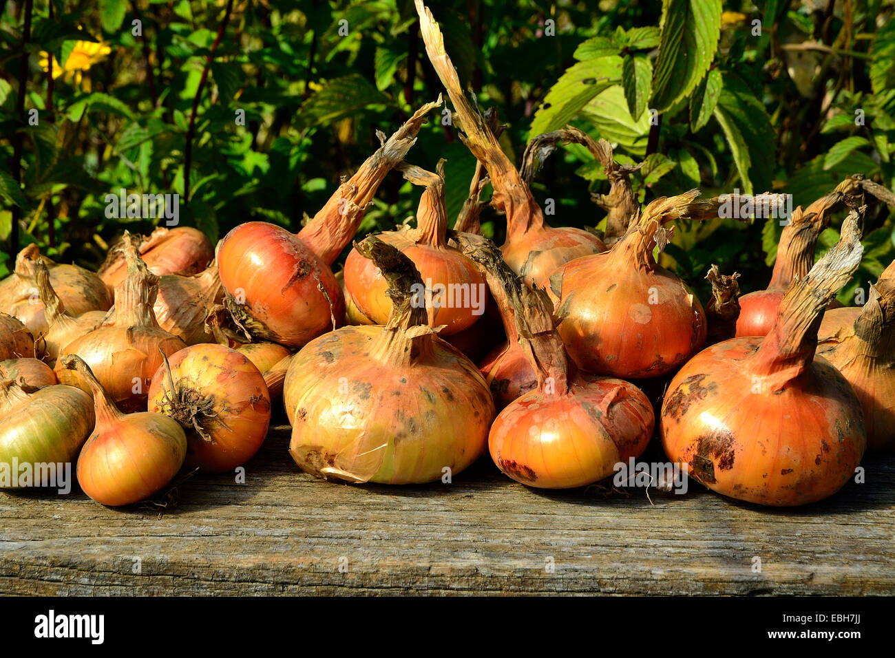 Jaune Paille Des Vertus High Resolution Stock Photography and Images - Alamy