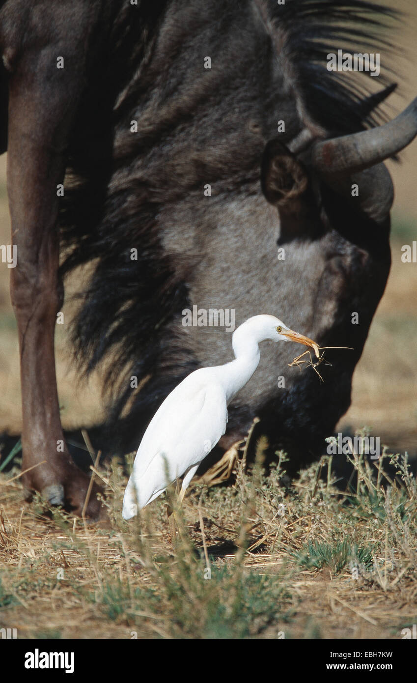 cattle egret (Bubulcus ibis), adult, with captured preying mantis, beside a buffalo, Nov 01. Stock Photo