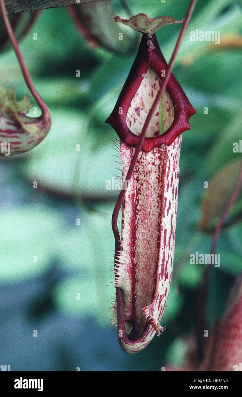 Picther hi-res stock photography and images - Alamy