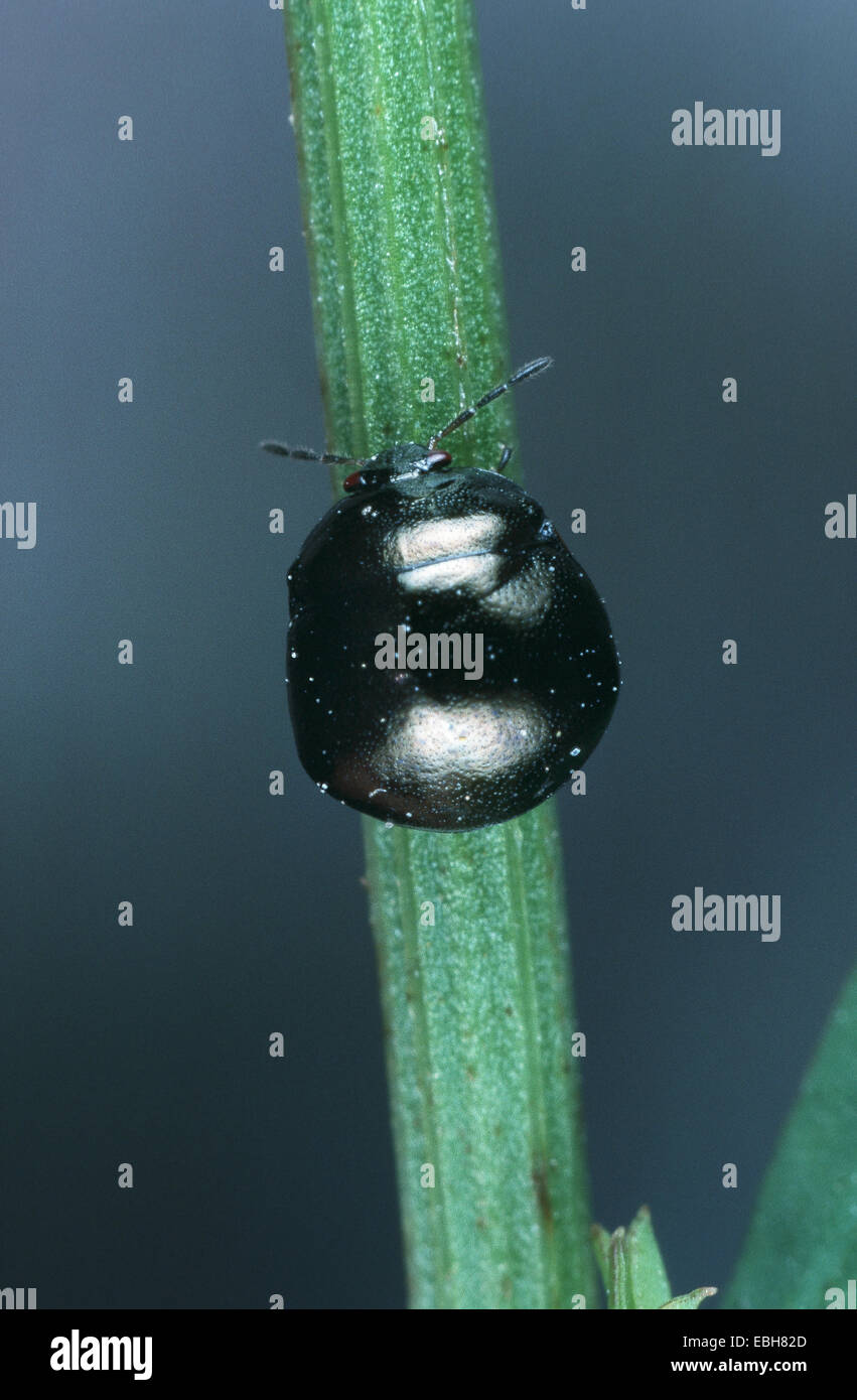 bug (Coptosoma scutellatum Stock Photo - Alamy