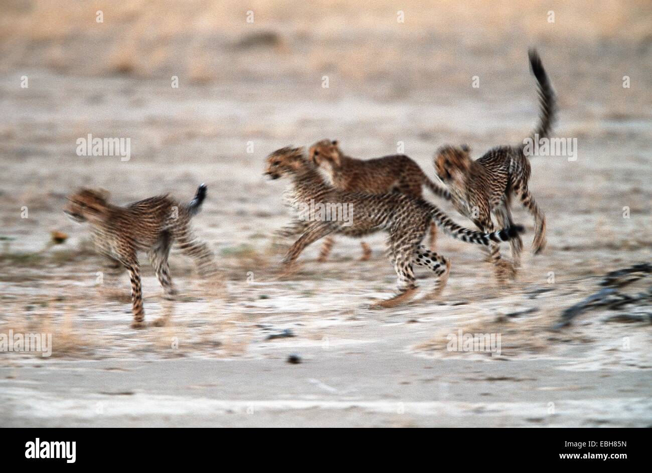 cheetah (Acinonyx jubatus), four cubs, playing together. Stock Photo