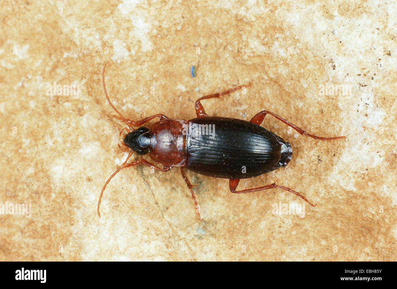 carabid beetle (Calathus melanocephalus Stock Photo Alamy