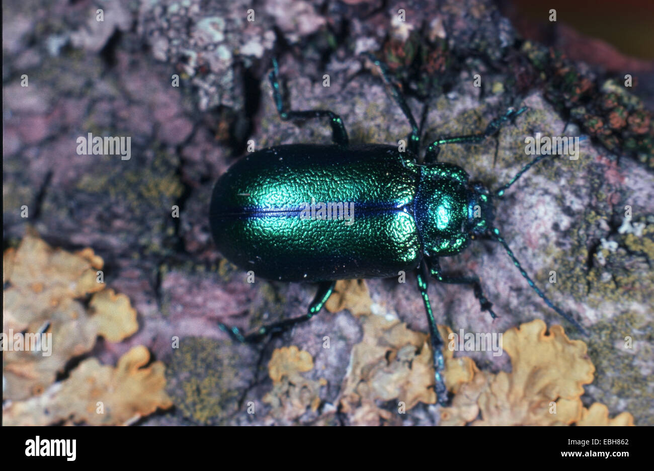 leaf beetle (Chrysochloa cacaliae). Stock Photo