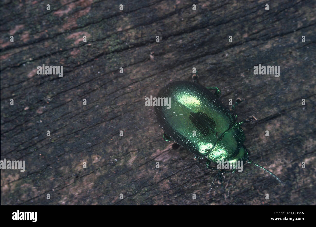 leaf beetle (Chrysomela coerulans). Stock Photo