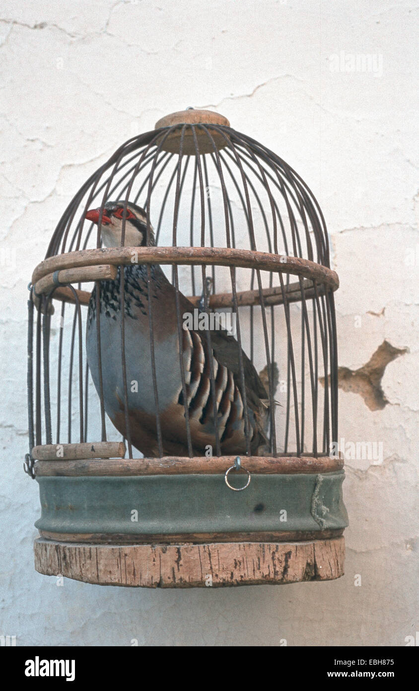 red-legged partridge (Alectoris rufa), in cage, Apr 84. Stock Photo