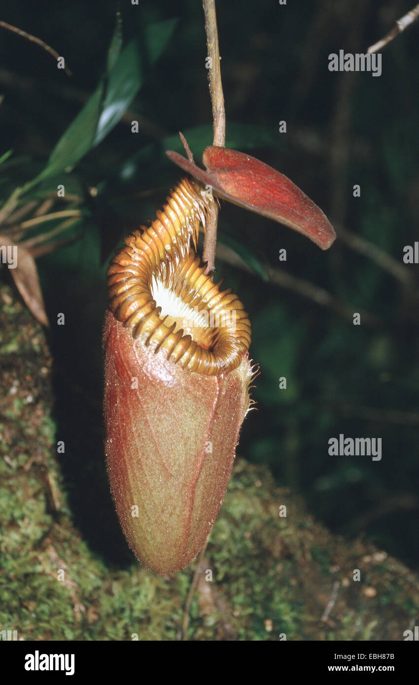 Picther hi-res stock photography and images - Alamy