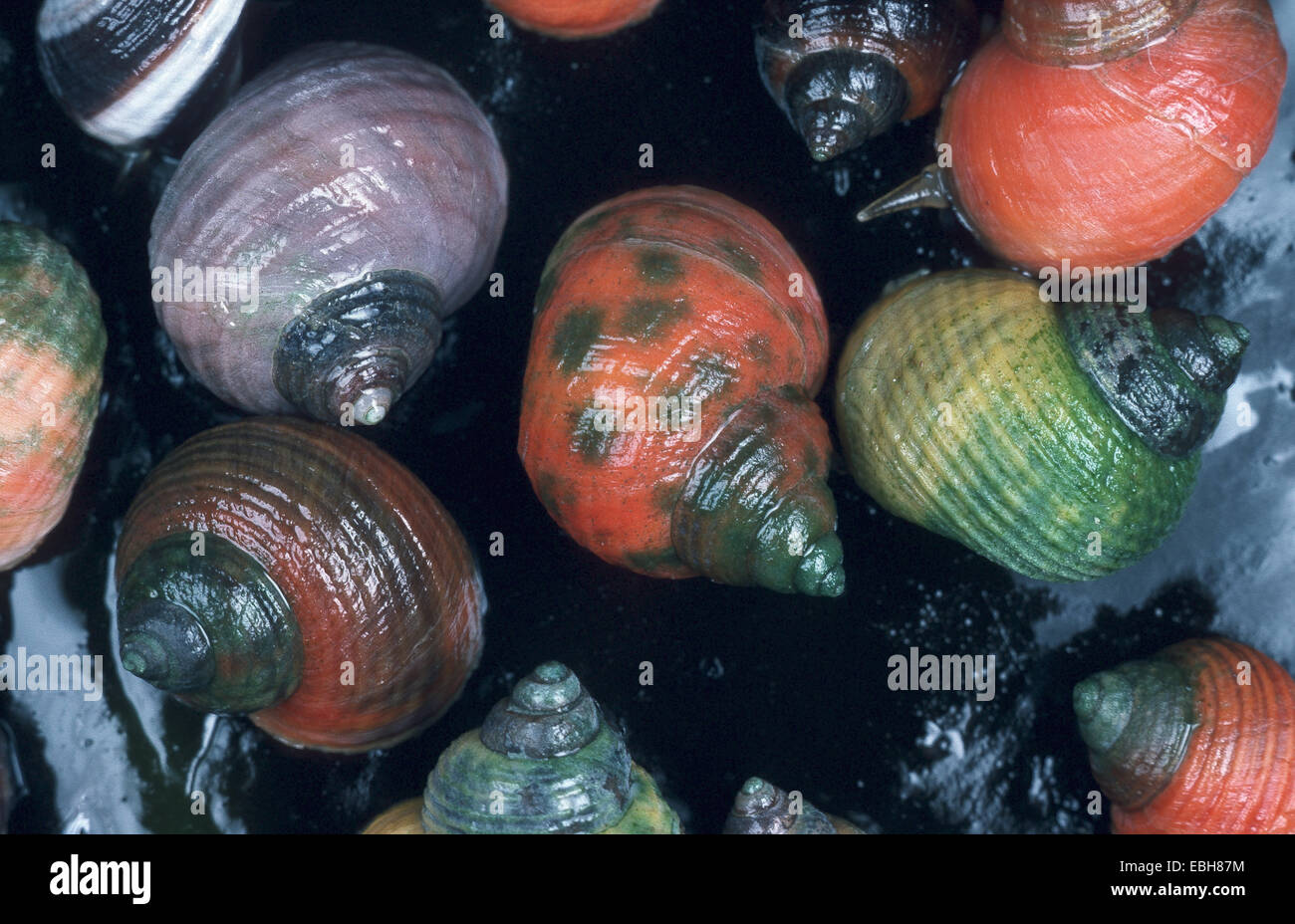 rough periwinkle (Littorina saxatilis), gaudy shells. Stock Photo