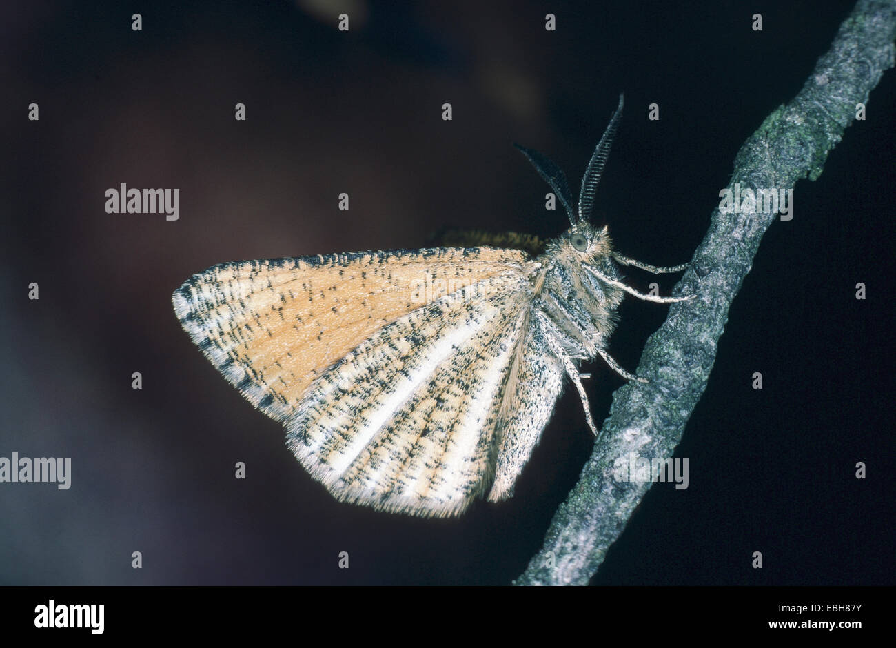pine moth, pine looper moth, bordered white beauty (Bupalus piniaria). Stock Photo