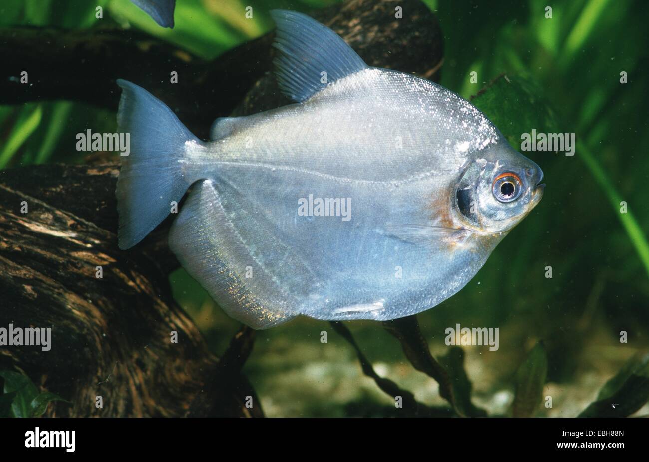 mylossoma (Mylossoma duriventre Stock Photo Alamy