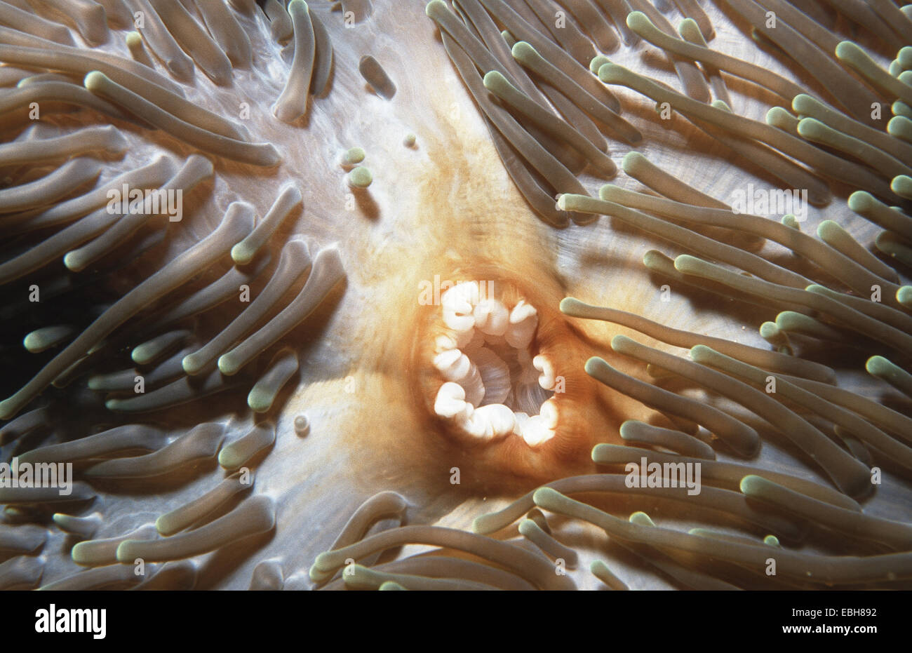 giant carpet anemone, giant anemone (Stichodactyla mertensii). Stock Photo